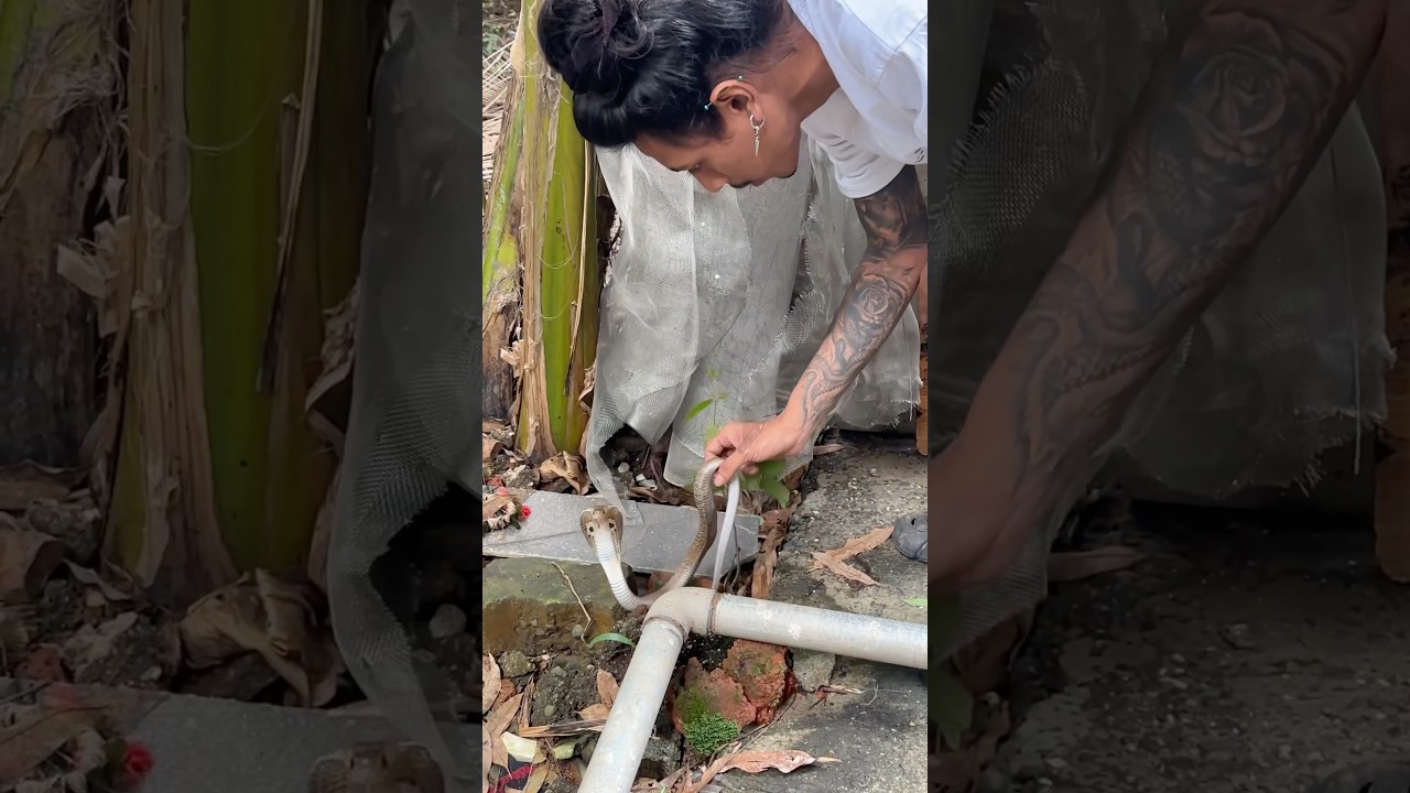 NAAG KO BILLI NE ROKA!!! #cobra #shorts #india #rescue #animals #animalrescue