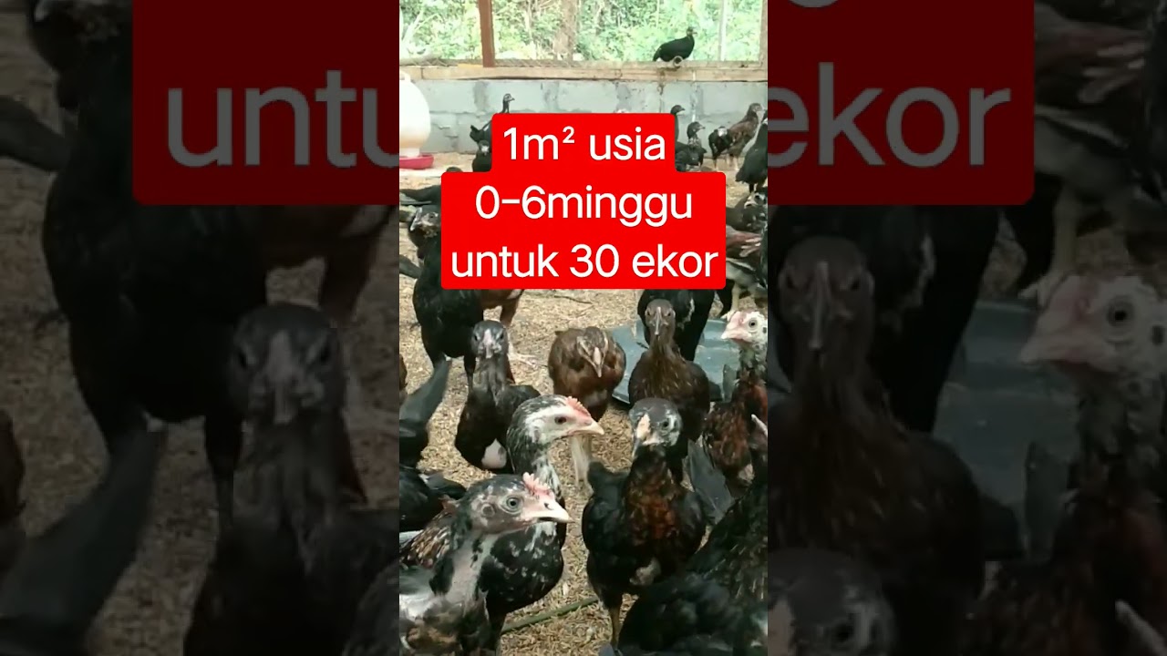 Ukuran kandang anak ayam kub #kub2 #ayamkampung #kandangayam #belajarternak