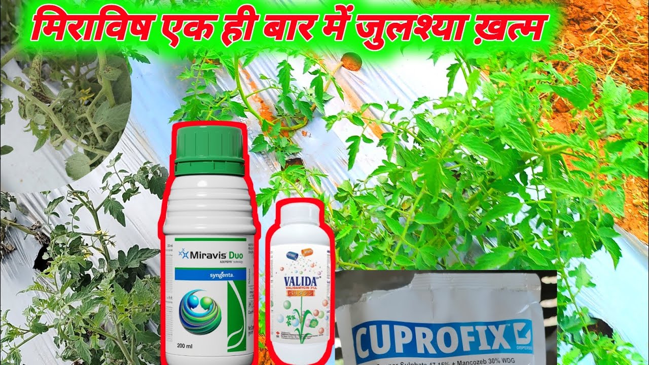 Miravis Duo syngenta New | अब मचेगा धमाल। miravis Duo Fungicide।। #farming