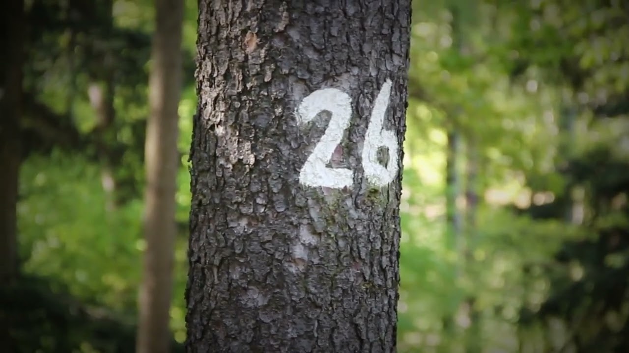 Lesní graffiti - video z předmětu VideoEd