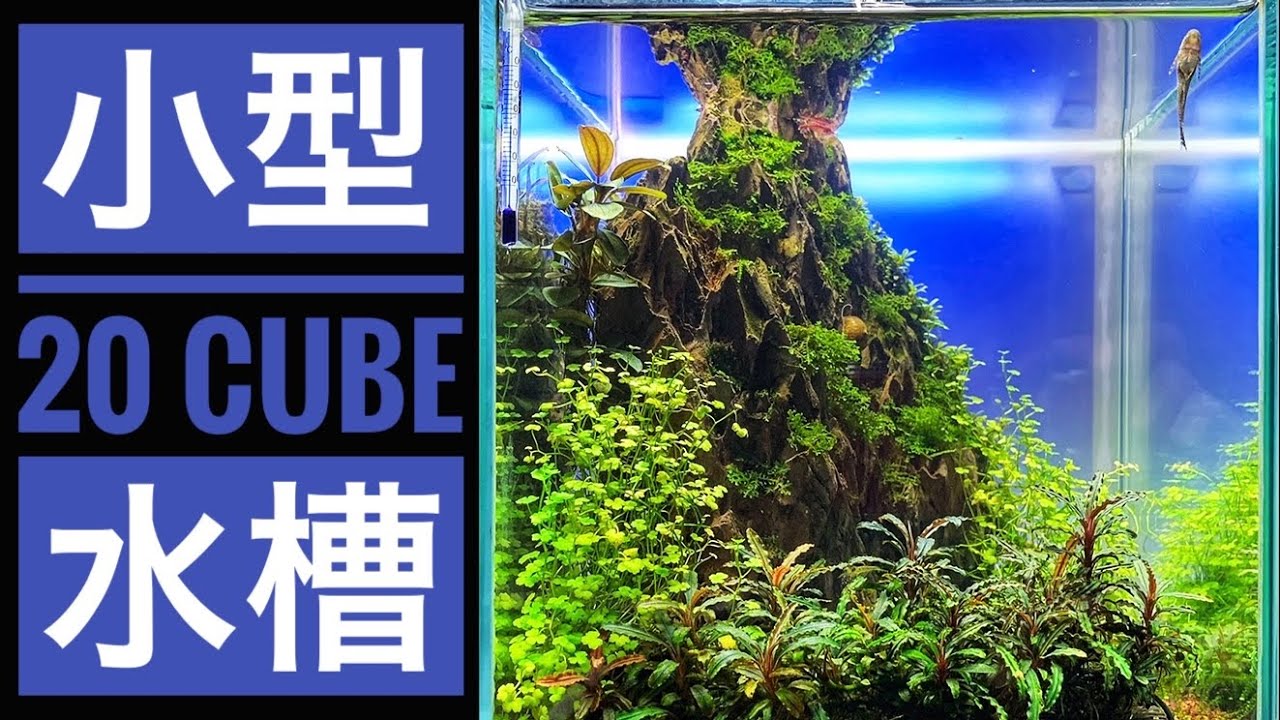 【アクアリウム】小型水草水槽レイアウト 20cmキューブDIY　フィルター＆餌やり＆肥料＆co2添加…全てナシ！Working miniature aquarium with LIVE FISH!