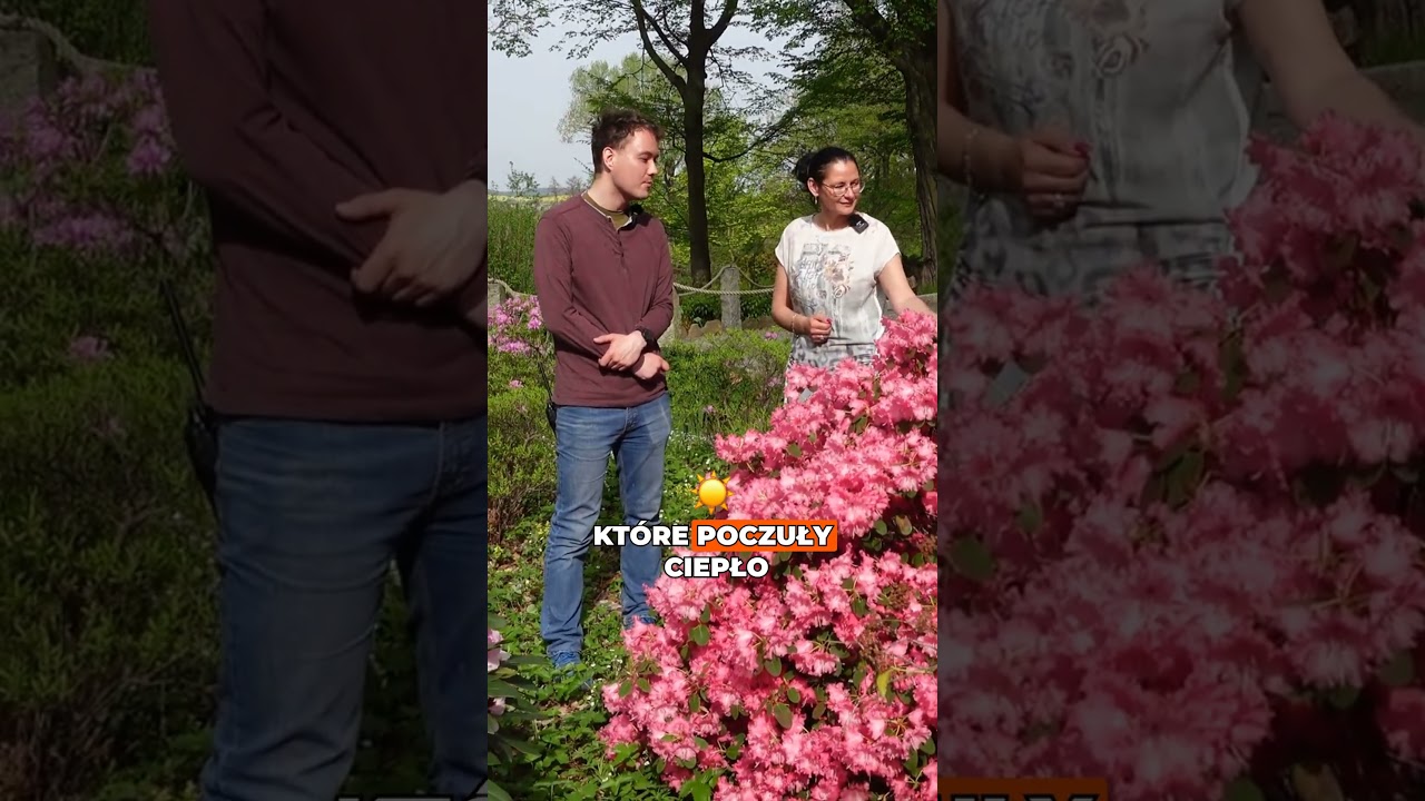 R&oacute;żanecznik Karin 🌸💗 Mały krzew, WIELKI efekt