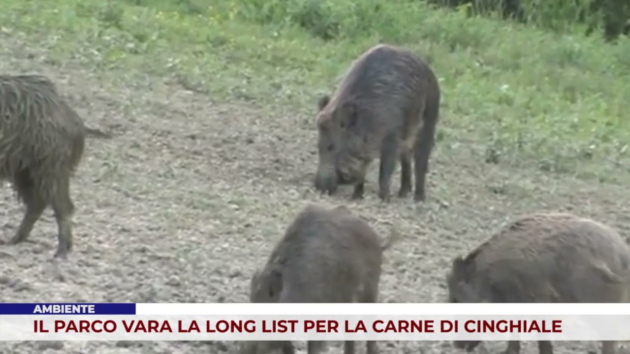 AMBIENTE. IL PARCO VARA LA LONG LIST PER LA CARNE DI CINGHIALE