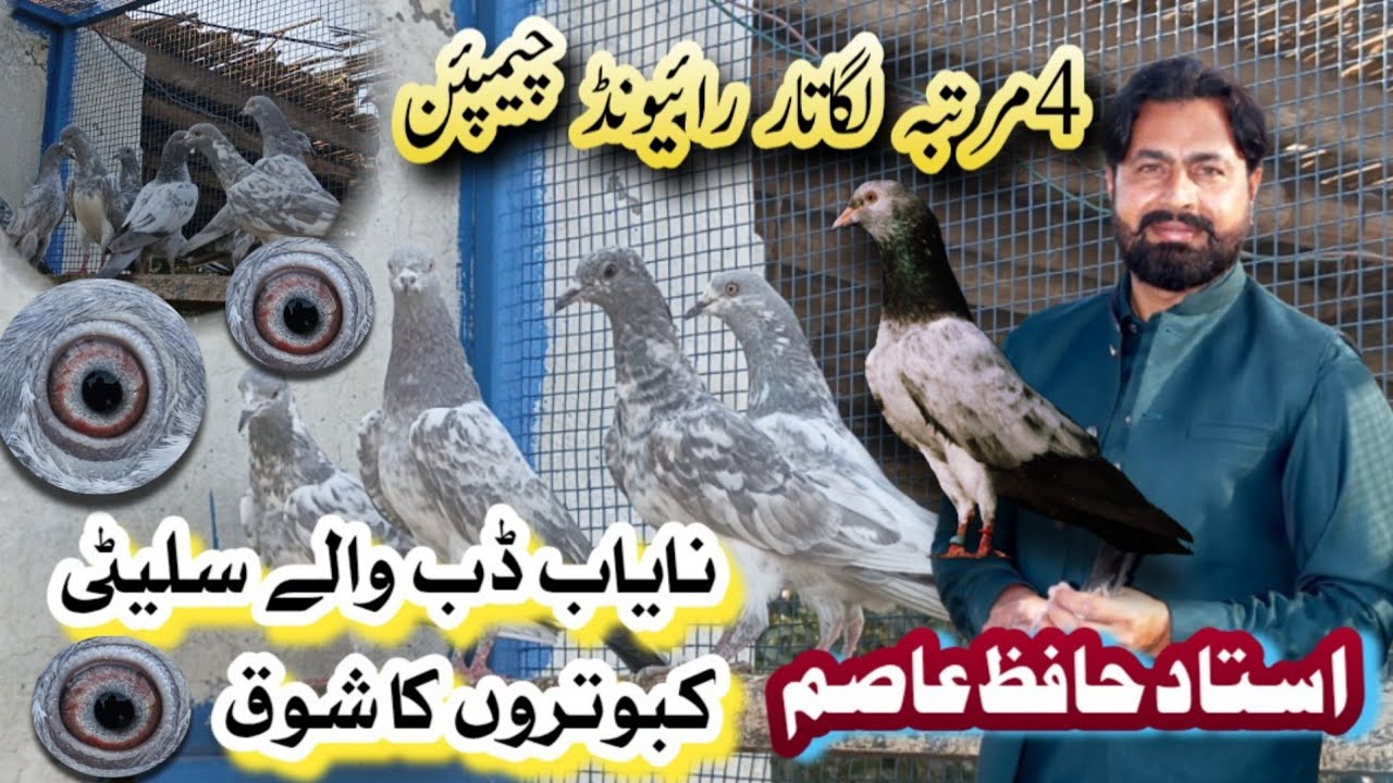 CHAMPION RAIWIND USTAD HAFIZ ASIM || BREEDING SETUP || SALETI DUBWALY ||