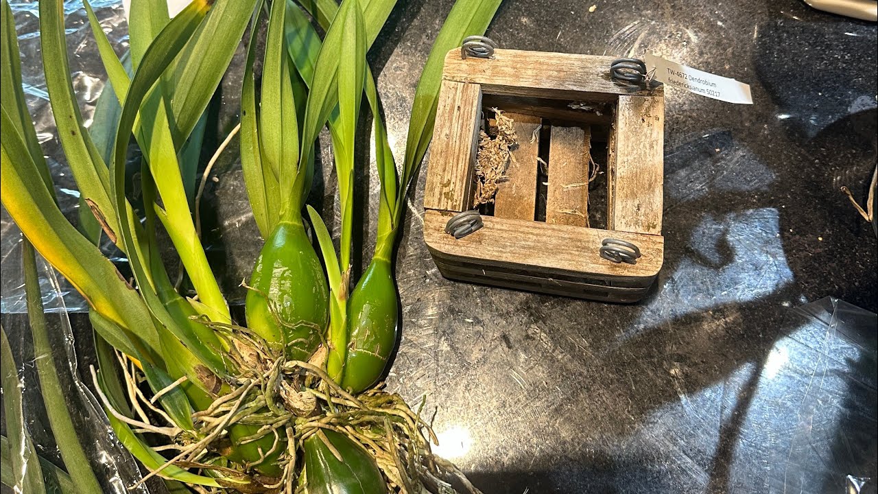 NEW RARE ENCYCLIA ORCHIDS FROM AFRI ORCHIDS AND MOUNTING ON CORK