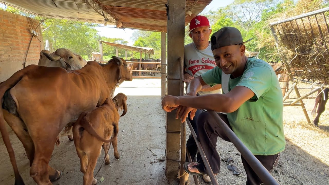 Mira la explicación de Miguel 😅😅 sobre las vacas 