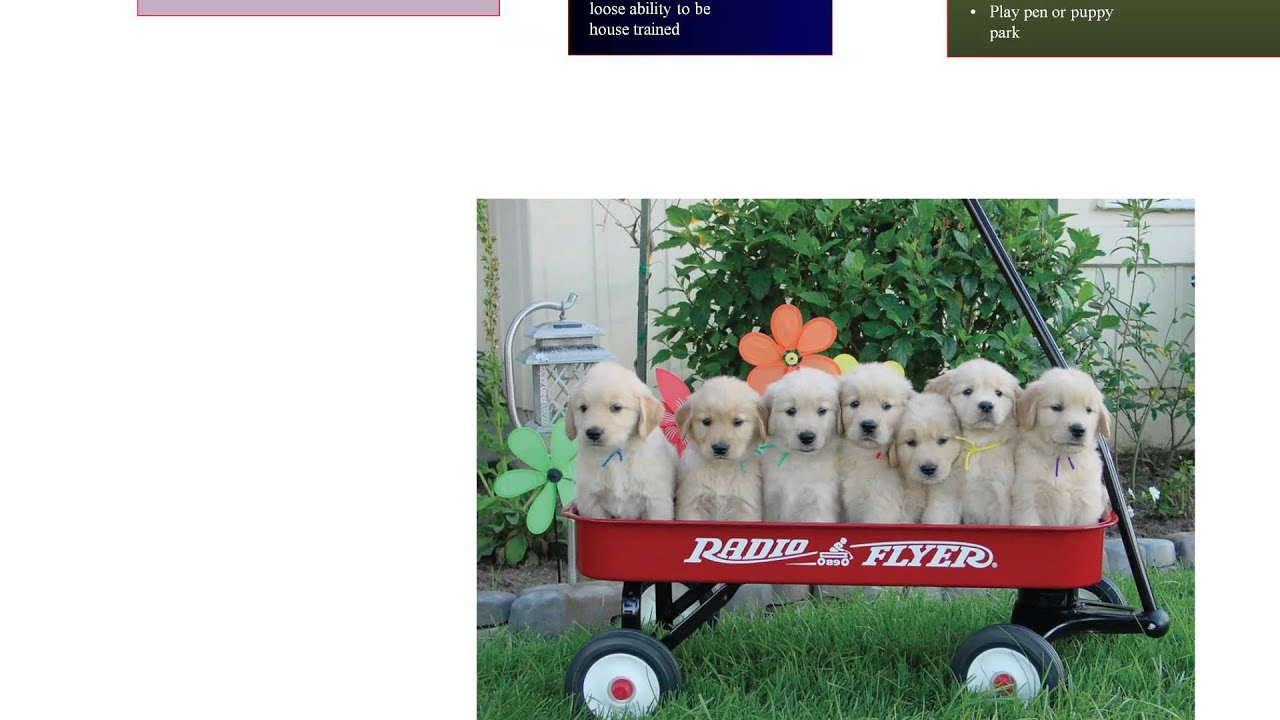 Behavior4-Stages of Puppy Development