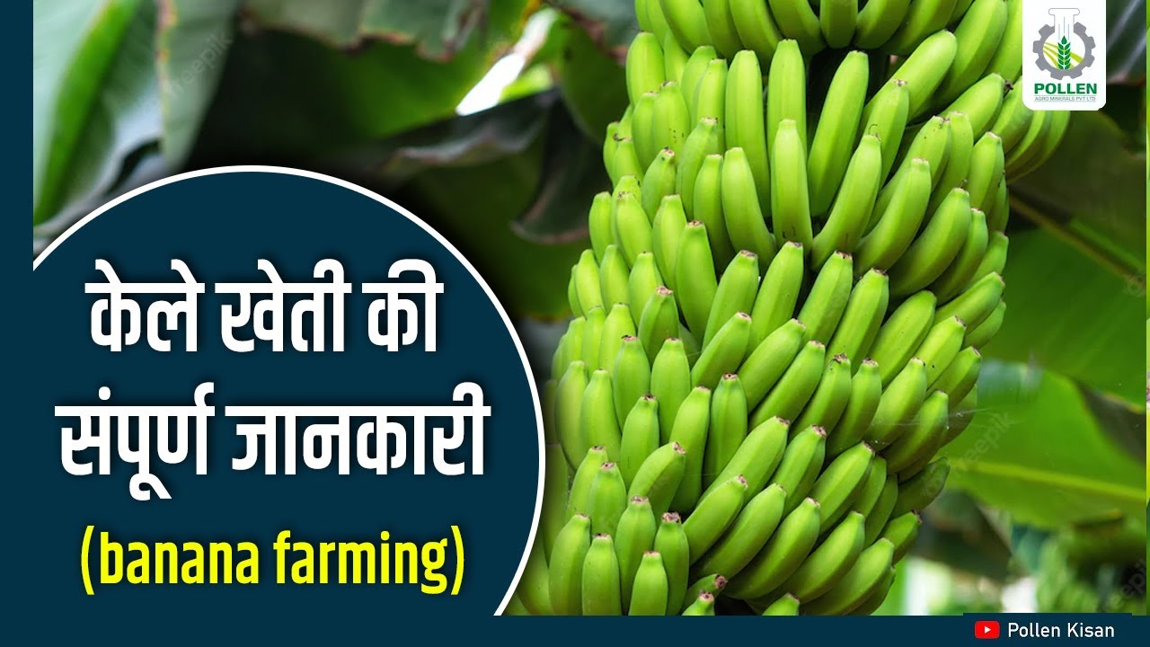 कैसे और कब करें केले की खेती... | उत्तरप्रदेश किसान मार्गदर्शन सभा | Pollen Kisan