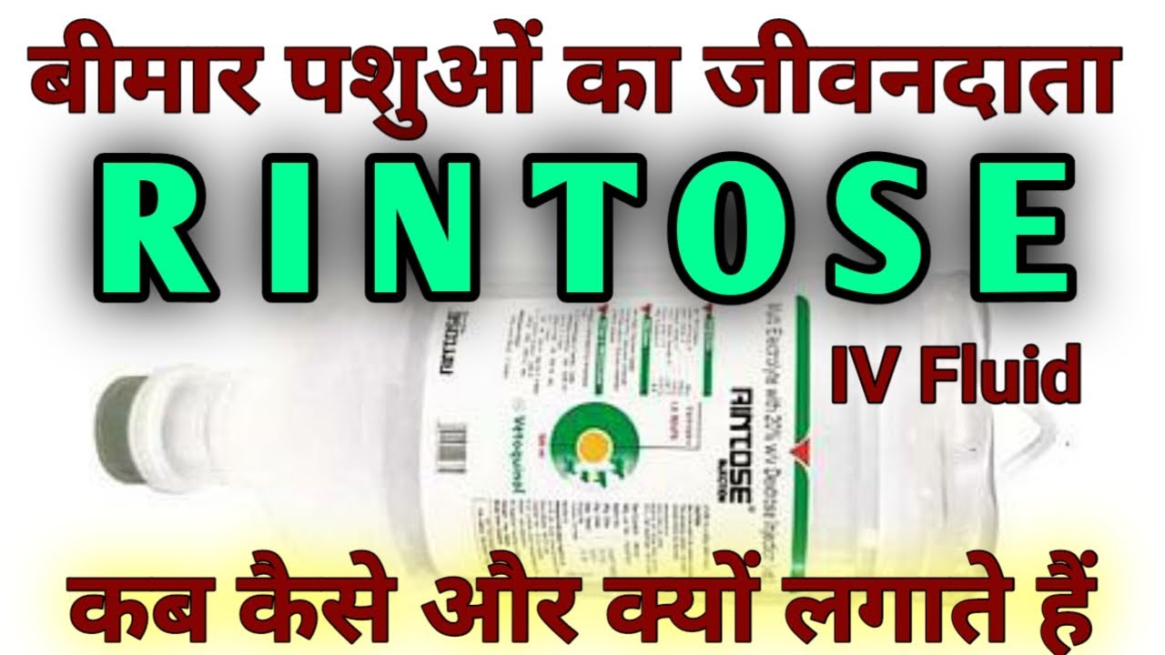 Rintose IV Fluid Injection Veterinary USE रिंटोज पशुओं को कब कैसे क्यों लगाया जाता है  Dd रामावत