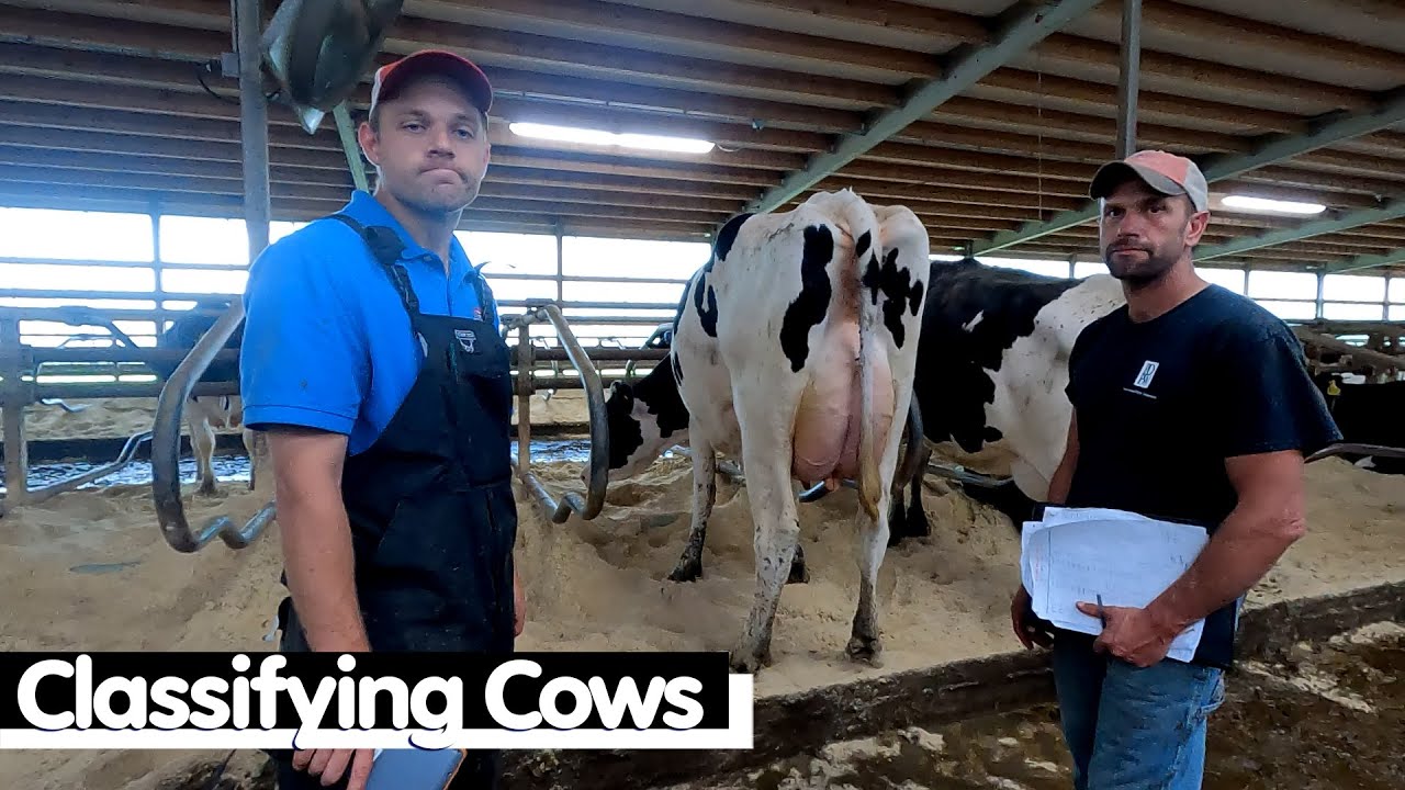 Classifying Cows