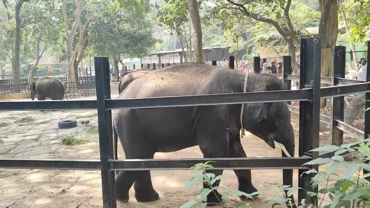 Bannerghatta Zoo 😜