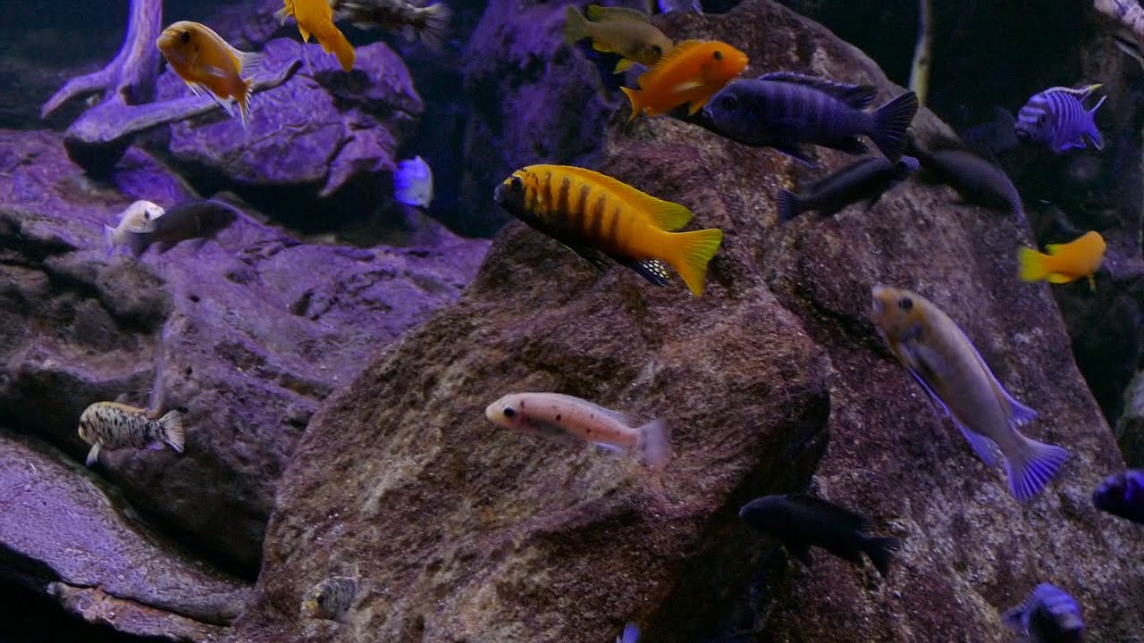 Malawi Mbuna Update 11.19 zebra thumbi west und gold kawanga