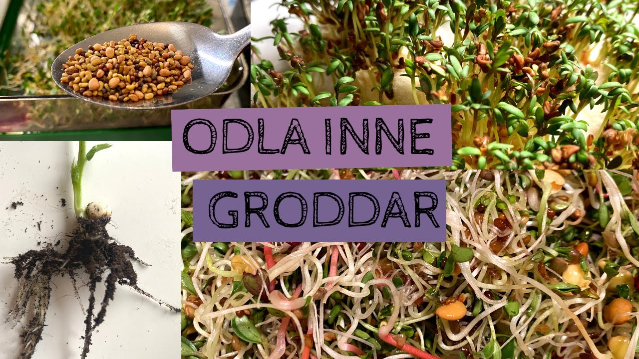 Odla dina egna groddar inomhus - alfa alfa, rödbeta, rädisa, broccoli, ärta, krasse, linser