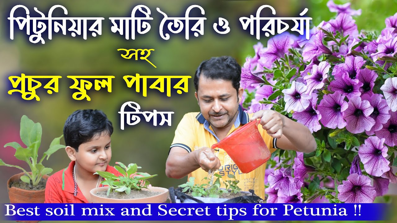 পিটুনিয়ার মাটি তৈরি ও পরিচর্যা সহ প্রচুর ফুল পাবার  টিপস ! Best soil mix and Secret tips for Petunia