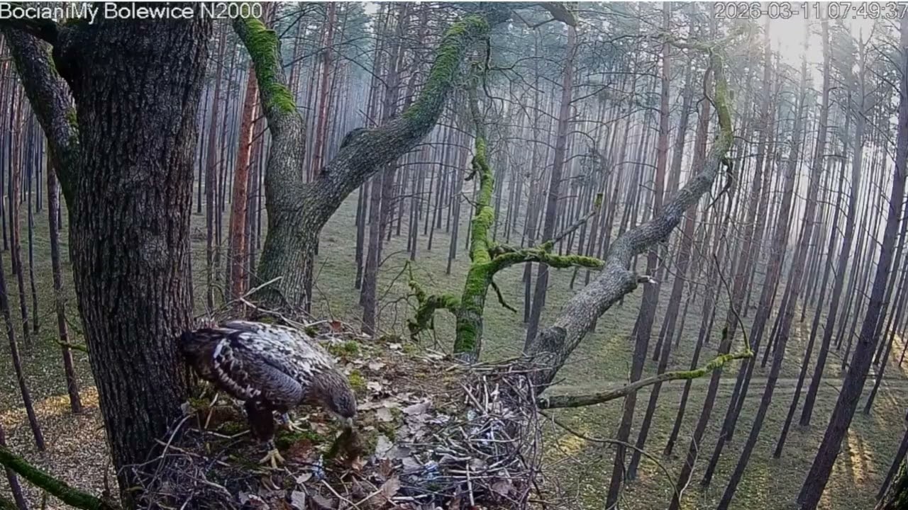 Gniazdo bociana czarnego w Bolewicach odwiedził bielik 11.03.2026 r