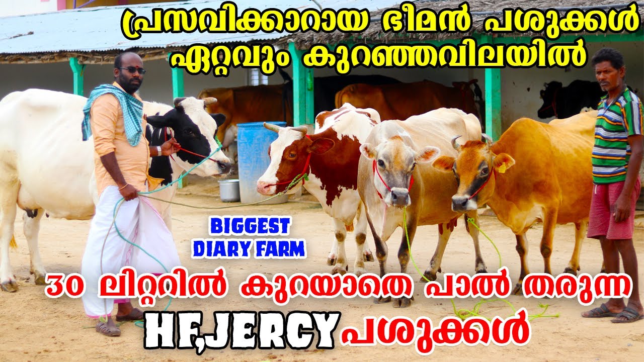 പ്രസവിക്കാറായ വലിയ HF,JERCYപശുക്കൾ ഏറ്റവും കുറഞ്ഞ വിലയിൽ നിങ്ങൾക്ക് ഇവിടെ നിന്നും വാങ്ങാം|DIARY FARM