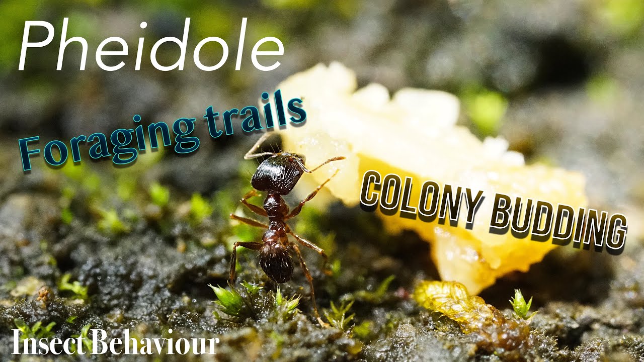 Pheidole ants - colony budding and foraging | Insect Behaviour