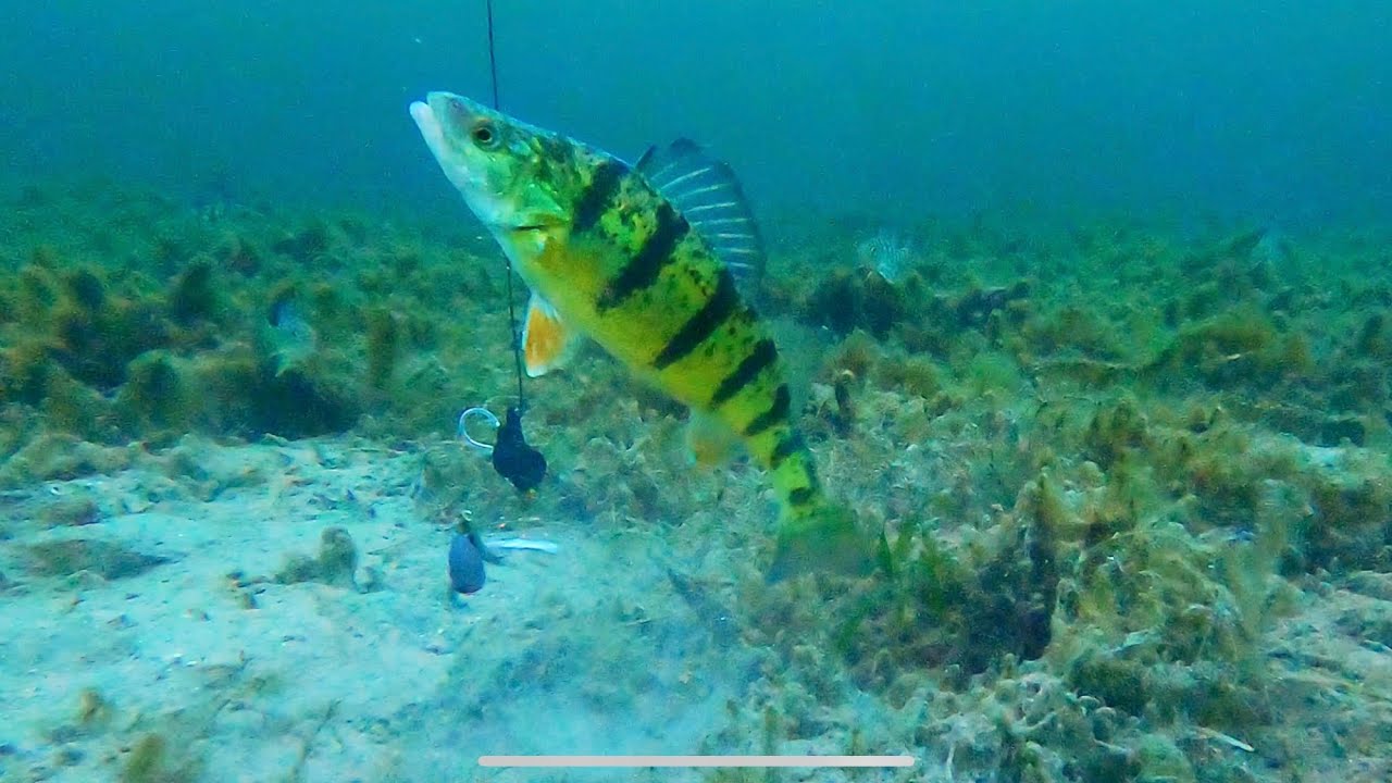 Lake Simcoe ice conditions and underwater video Feb 5,2024 Snake island