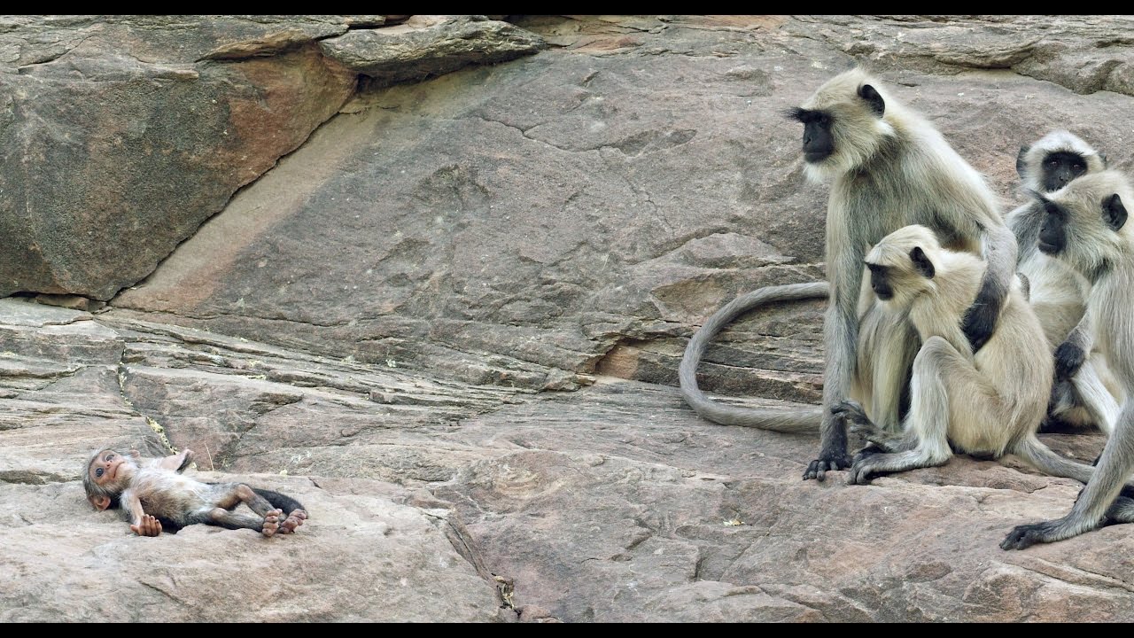 Langur Monkeys Grieve Over Robot Monkey