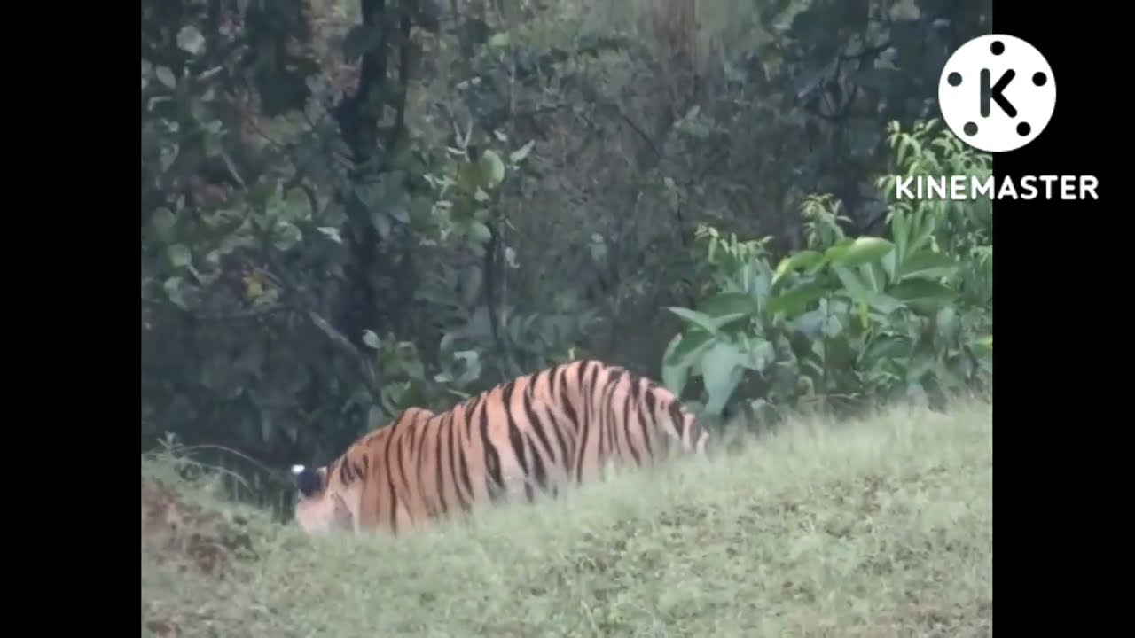 #two tiger# looking forest. . EYE. DG. # bagha jangal me maja le raha hai #
