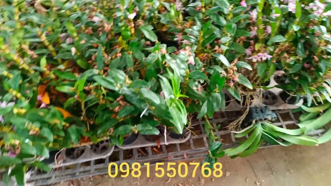 22/2/2026 e Thúy có : châu giống đủ màu..nhạn 4N..nhạn apba