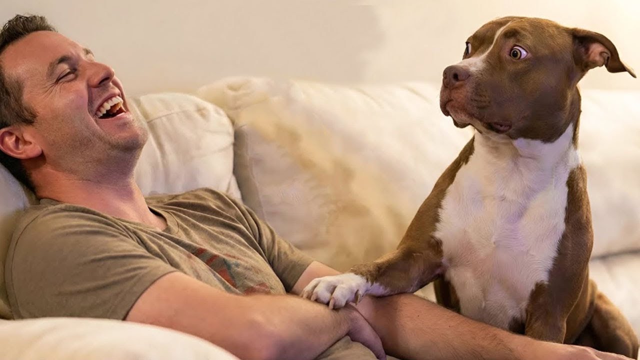 Unexpected Laugh with these Funny Dogs | Funny Animal Videos