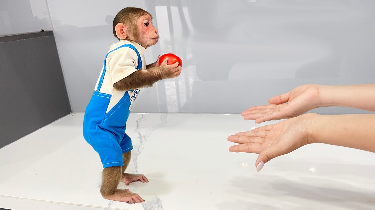 Smart monkey Cubis asks his aunt to make special tofu soup