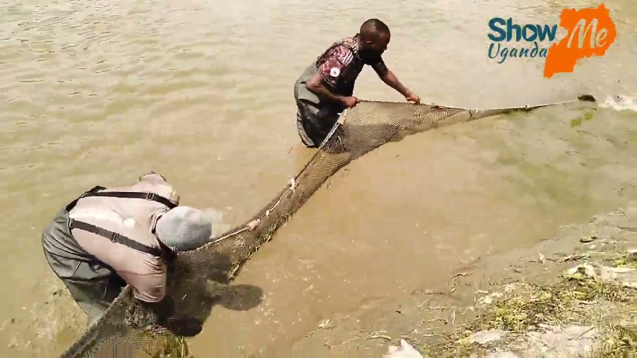 Fish Harvesting at Kabeihura Fish Farm in Uganda