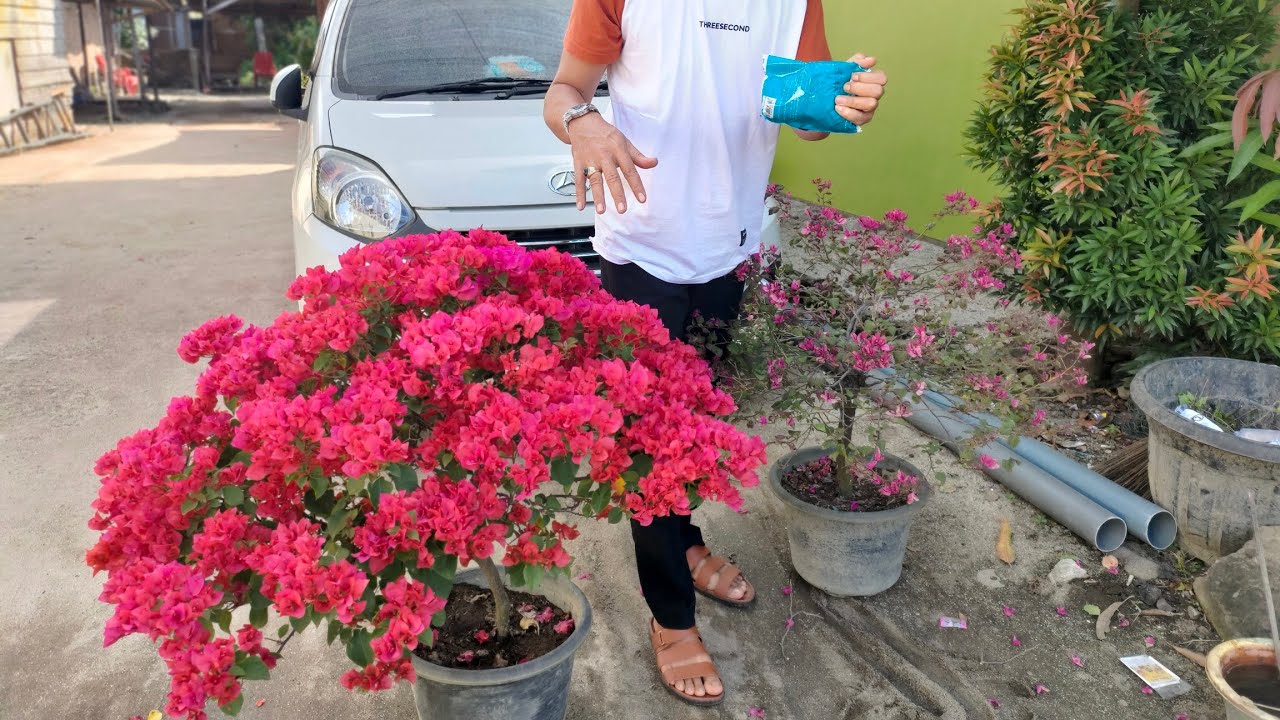 Cukup Sekali di kasih ini Bougenville Langsung Rimbun Bunganya