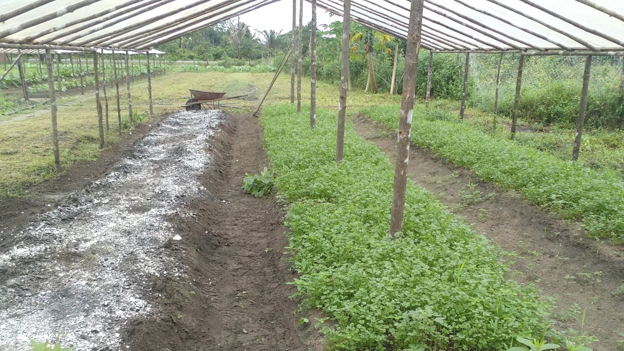 Como preparar a terra  antes de plantar o cheiro-verde.