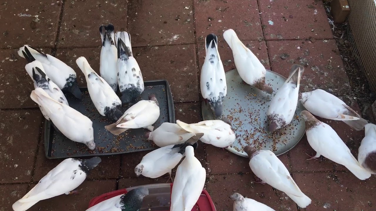 Budapest high flyers USA (feeding my birds)