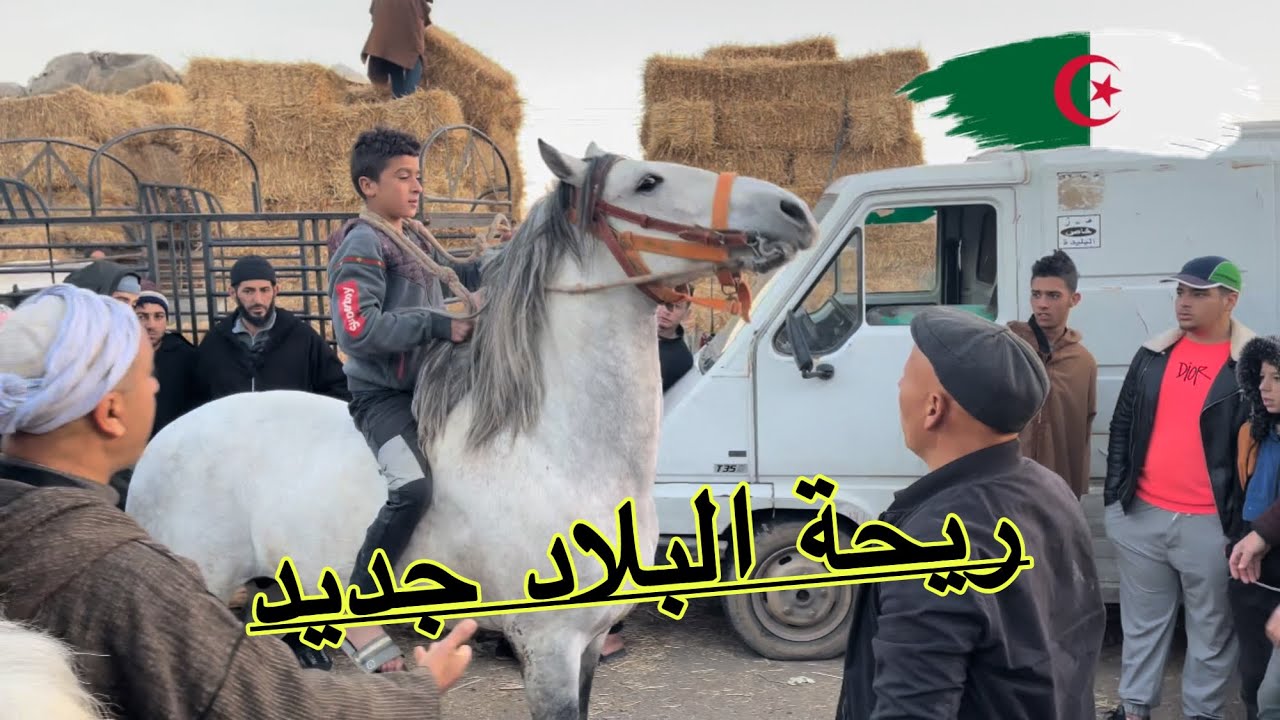 أسعار الخيول الجزائرية في ريحة البلاد من مدينة الورود البليدة 🌺🌺