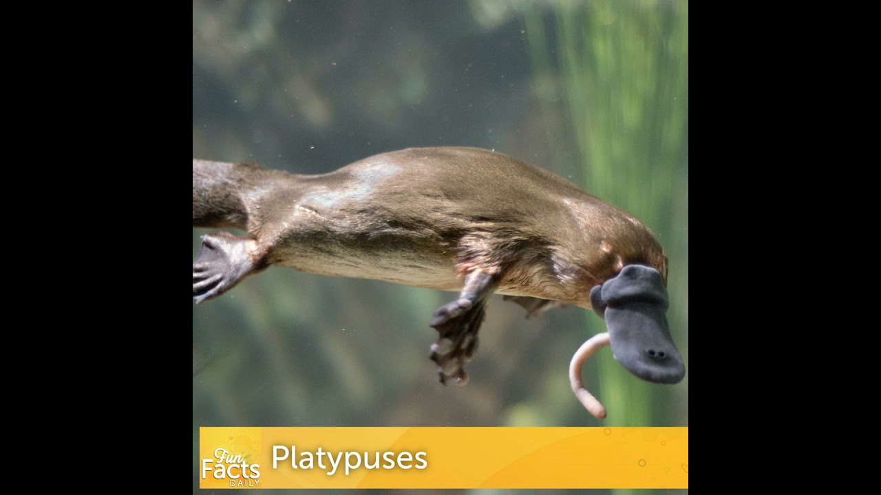 Fun Facts About Platypuses