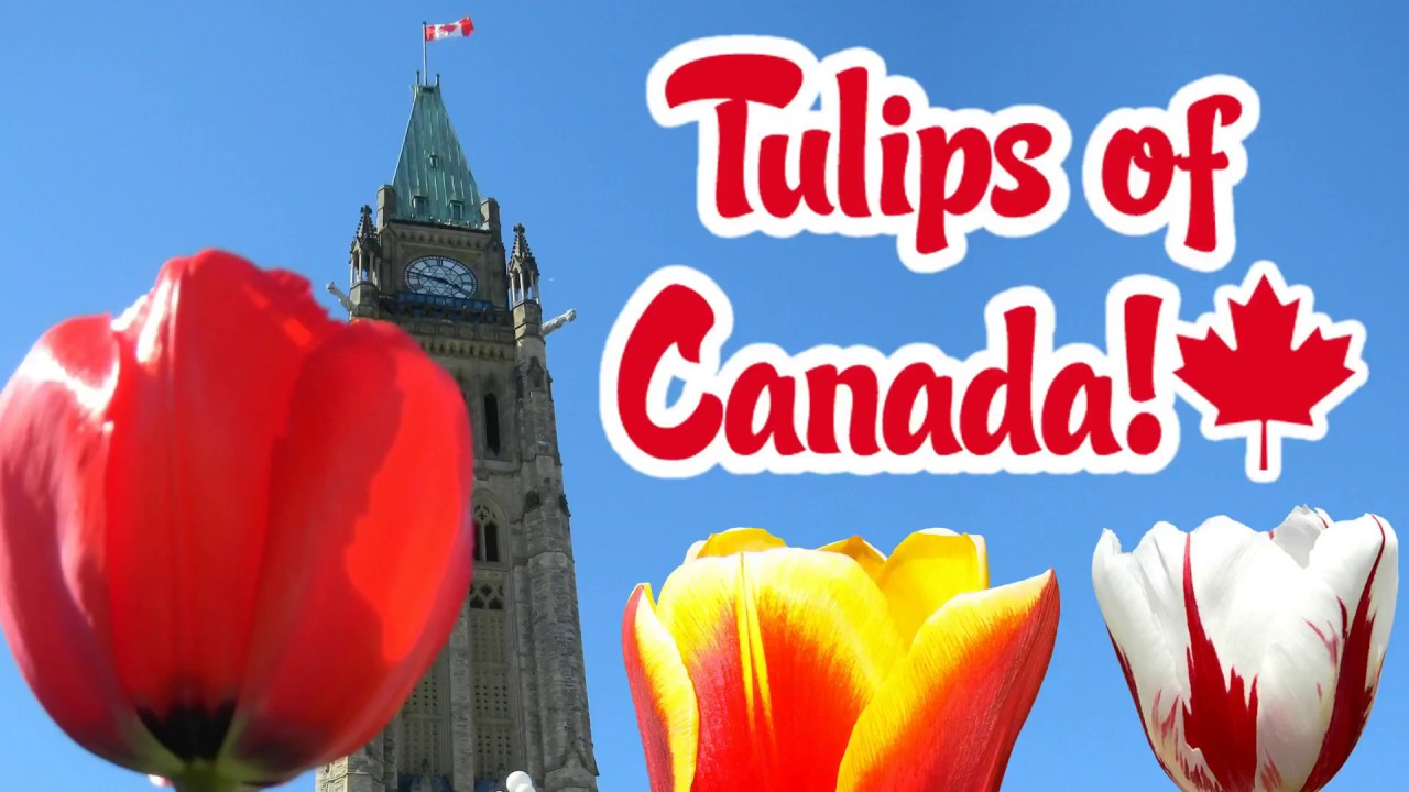 Tulips of Canada - A Festival of Canadian Tulips - I have a... Tulip Crush!