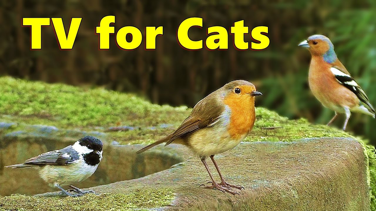 Cat TV ~ Bird Sounds for Cats Delight ⭐ 8 HOURS ⭐
