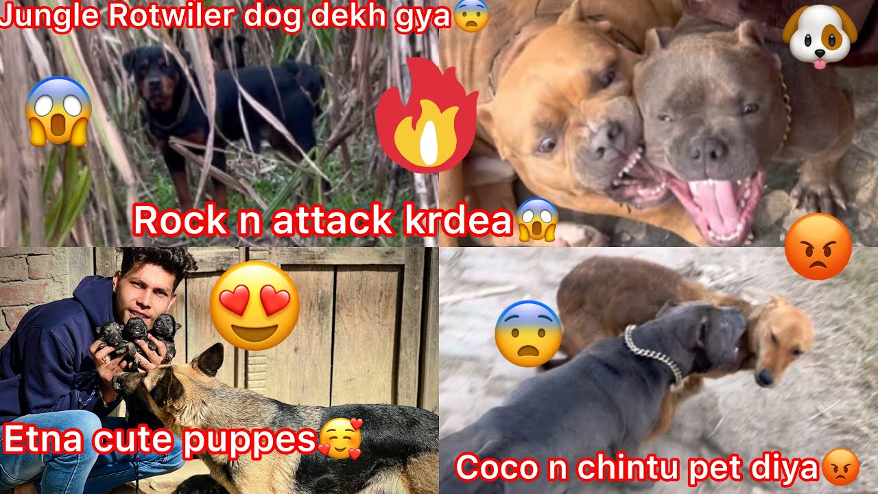 Etna Cute Puppes😍|| Jungli Rotwiller Dog Mil Gya Rock N Attack Kardea😱||Full Vlog 🐶