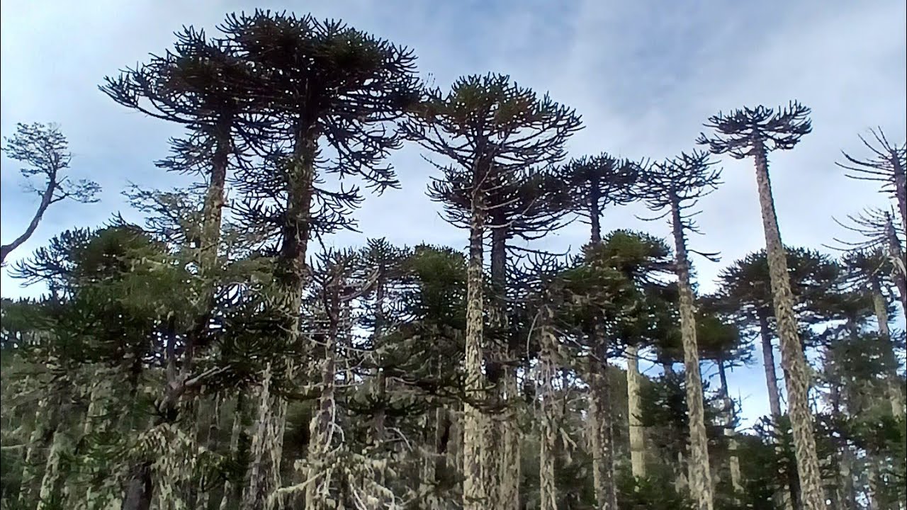 Parque Nacional Huerquehue , Sendero Los Lagos .