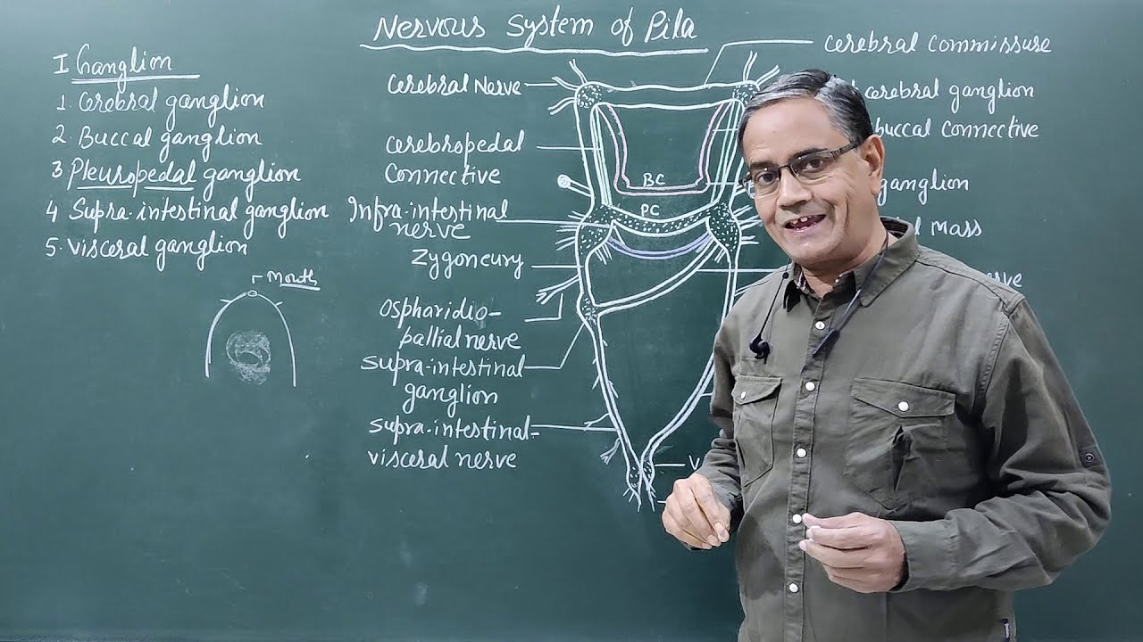 Nervous System of Pila
