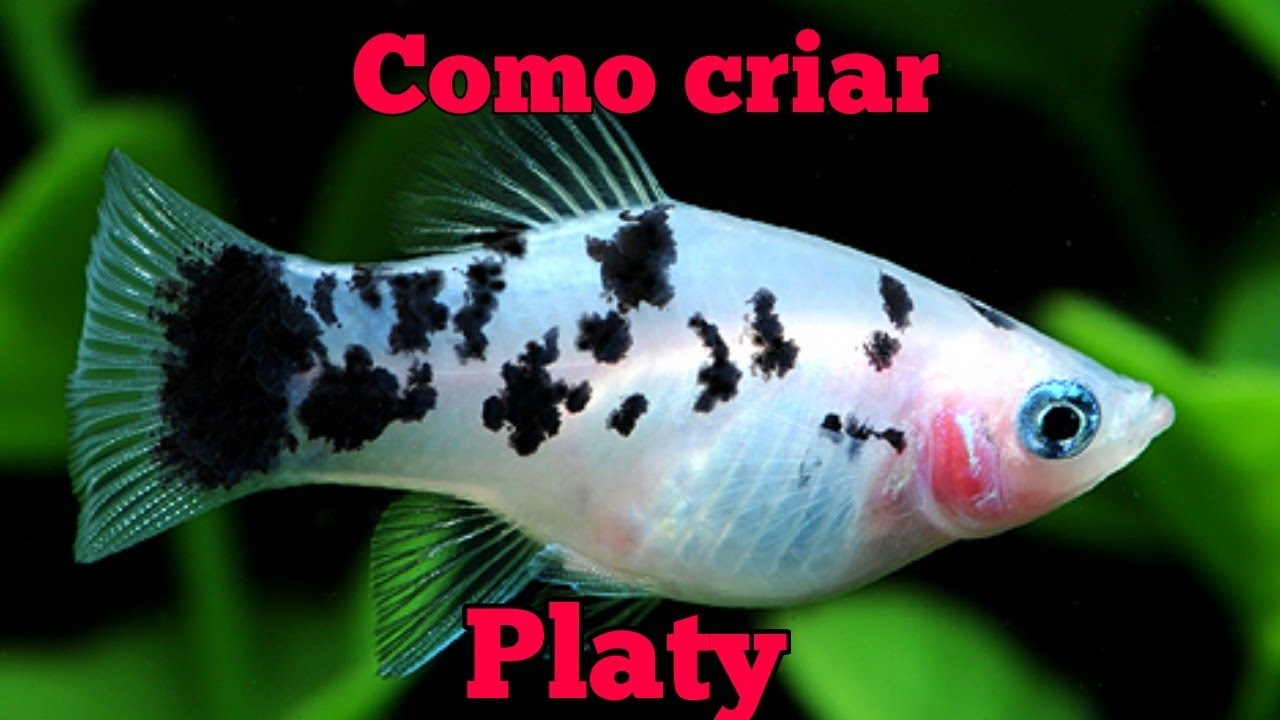 Como criar PLATY em aqu&aacute;rio