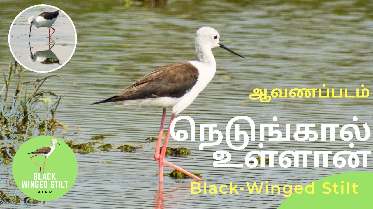 Black-Winged Stilt - Documentary - Wildlife  Videography