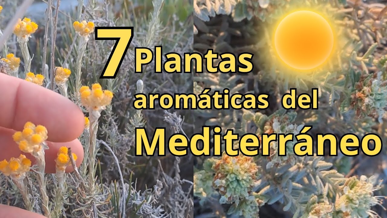 PLANTAS AROMÁTICAS del Mediterráneo que tienes que conocer.