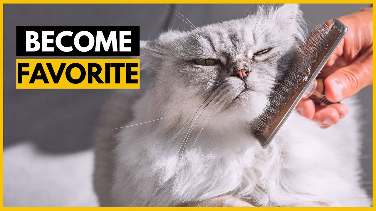 How Persian Cats Choose Their Favorite Person