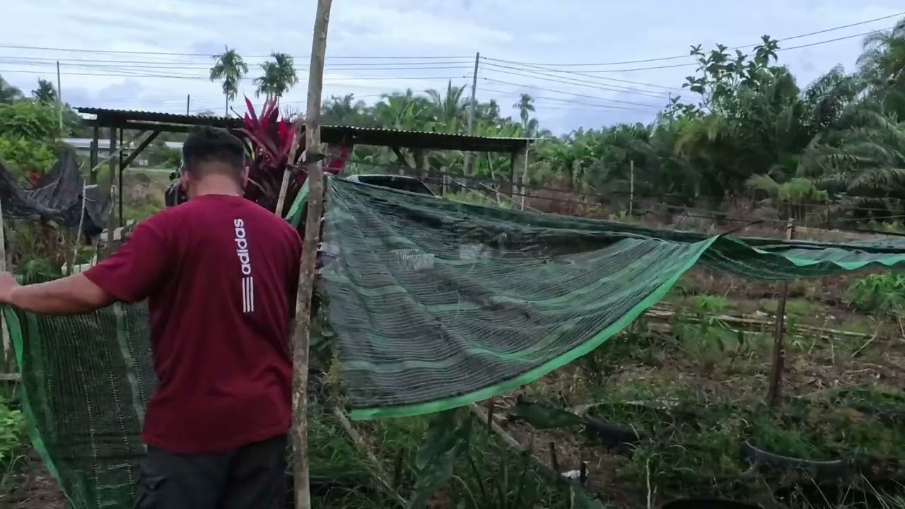 Memasang jaring tanaman kucai dan menanam pucuk manis dalam kehujanan