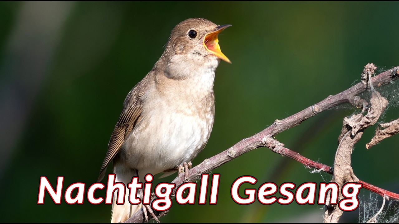 Der Gesang der Nachtigall - Das Frühlingslied der Nachtigall