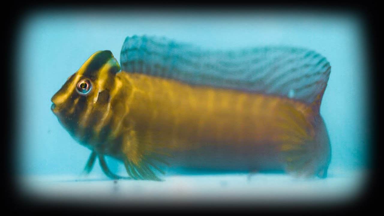 Can This Really be a Freshwater Fish??? Unboxing