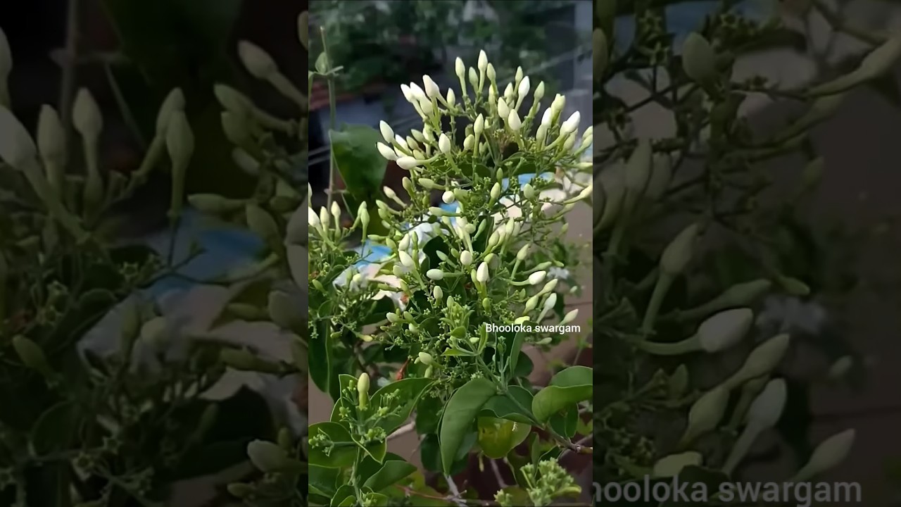 🌱Most Fragrant Jasmine Ever? ☺️Virajaji Flower Full Bloom &ndash; Telugu Garden Magic!🎩🔮