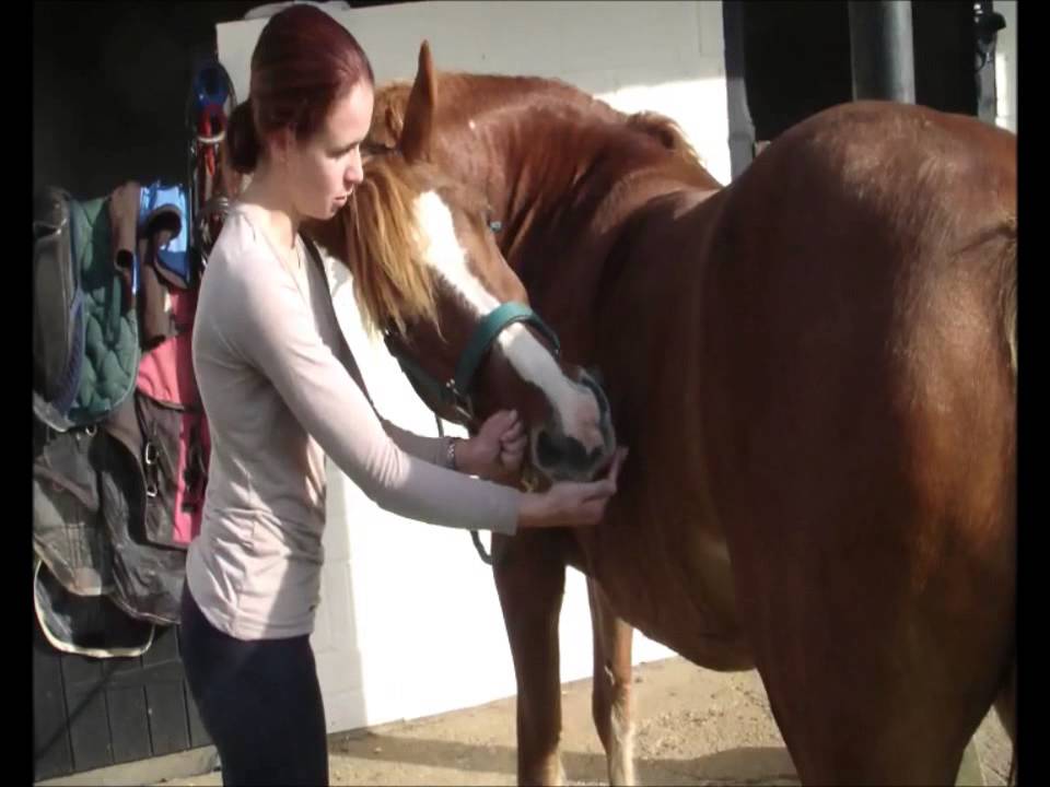 How to do carrot stretches with your horse
