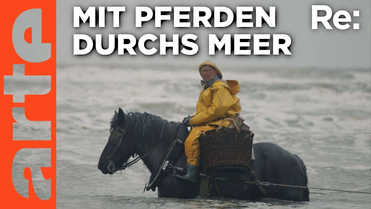 Die letzten Pferdefischer Belgiens | ARTE Re: