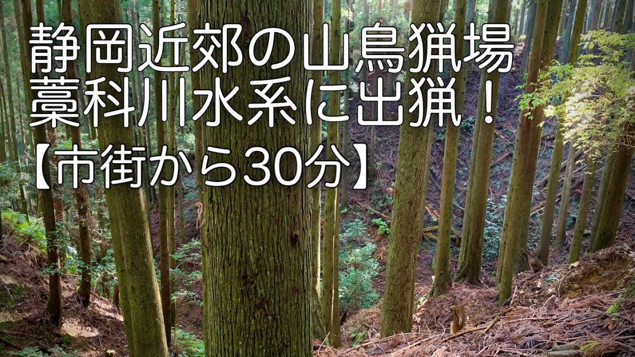 【狩猟】静岡近郊の山鳥猟・意外に山鳥は居る！イングリッシュポインター・フランスブルトン2頭立て！