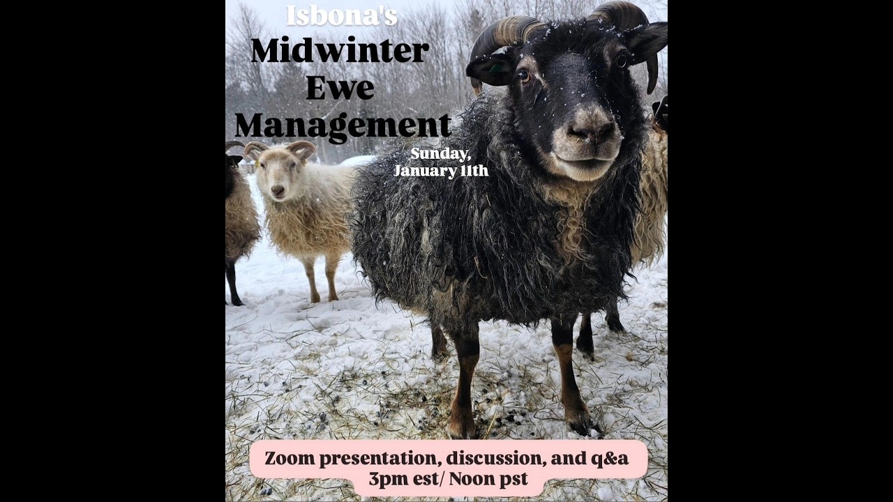 Flock Talk: Midwinter Ewe Management